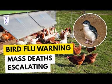 Mass deaths & the grim bird flu warning