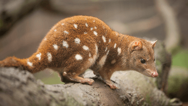 Record number added to 2023 threatened species list