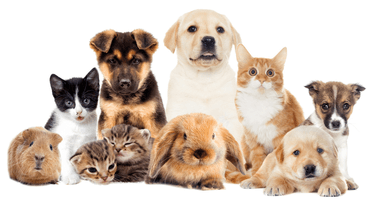 How the law around pet ownership in separations has changed