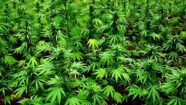 US authorities to reclassify marijuana as a less dangerous drug