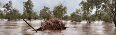 Flood relief has been announced for WA and the NT