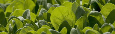 Baby spinach sold at Coles and Woolworths has been recalled due to potential contamination