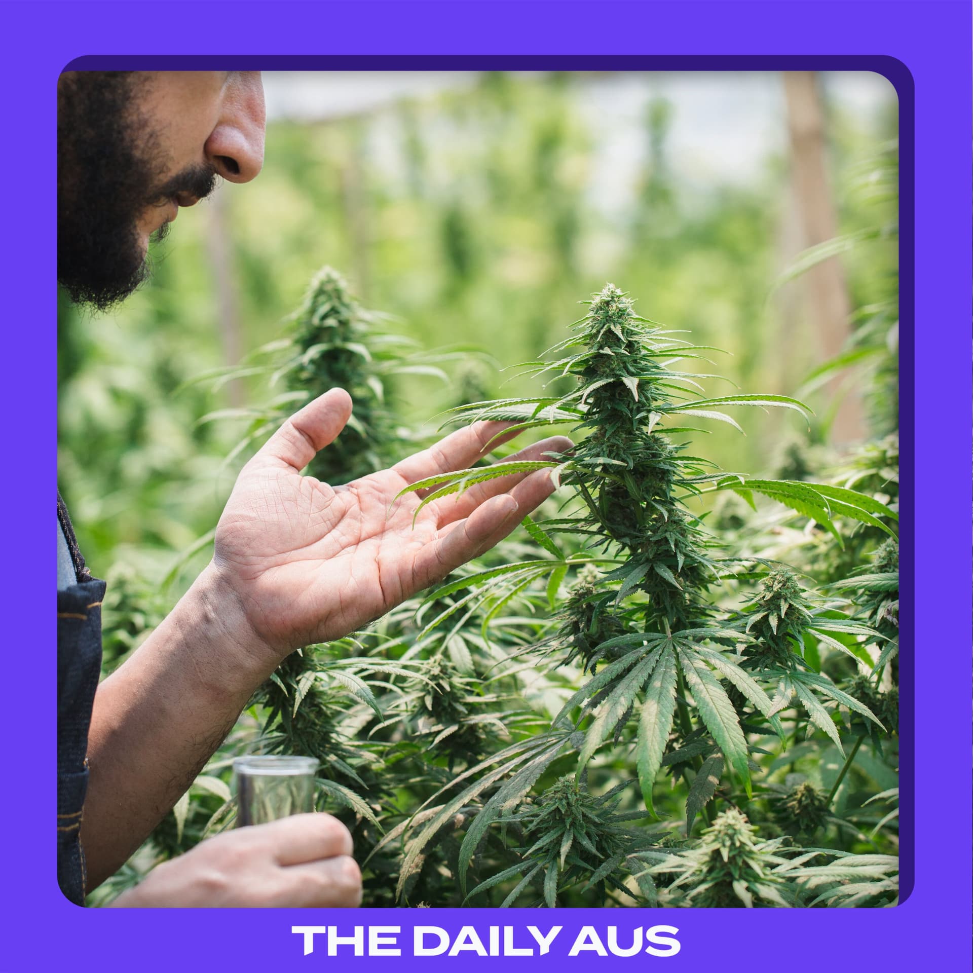 How Australia's weed laws are changing
