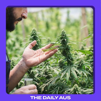 How Australia's weed laws are changing