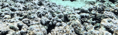 The world’s oceans were the hottest on record in 2022