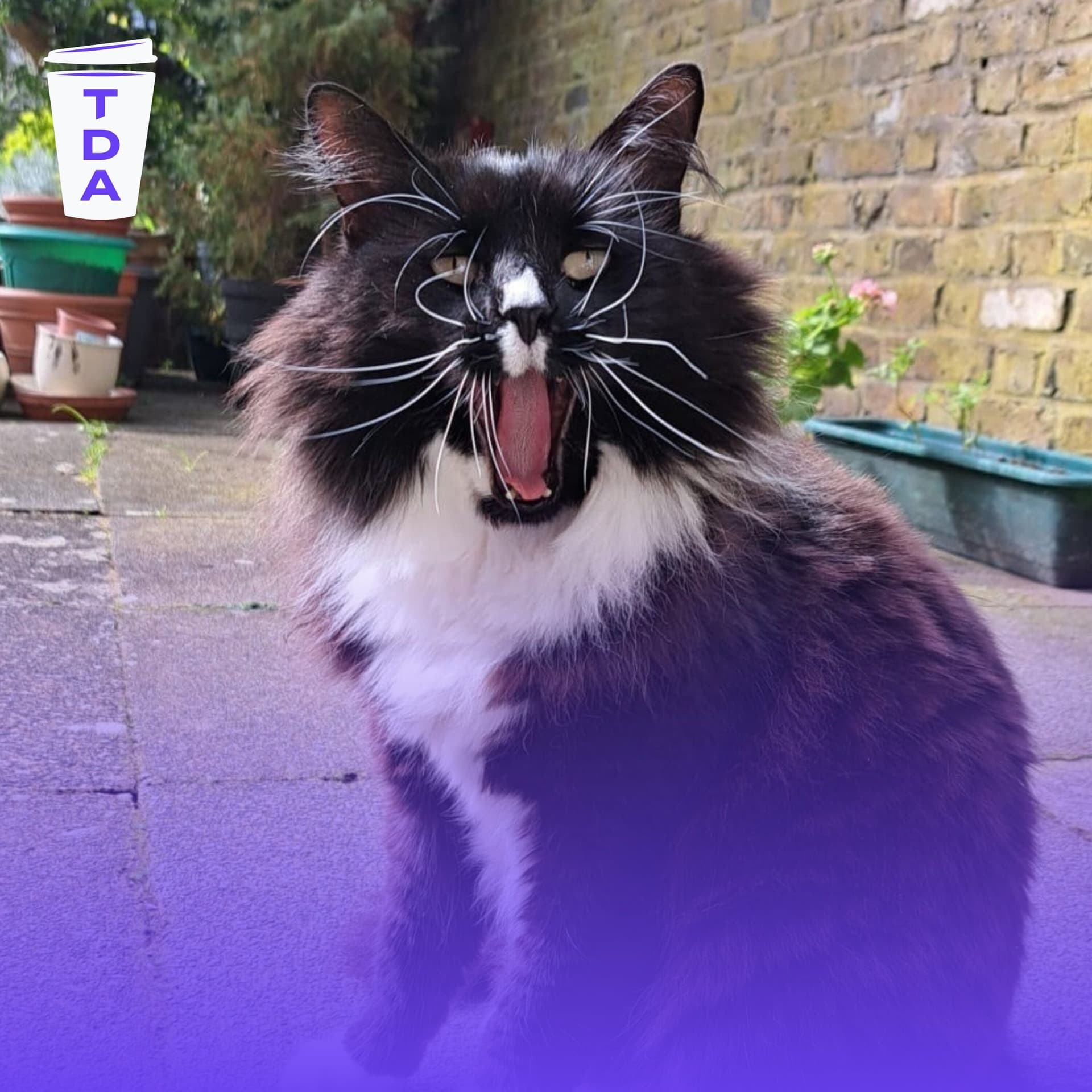 The stray cat bringing joy to a women's shelter