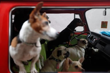 NSW Govt wants to make it illegal to leave dogs in hot cars