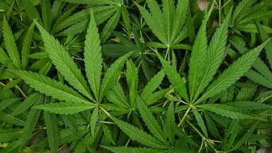 Thailand limits cannabis access, years after decriminalising