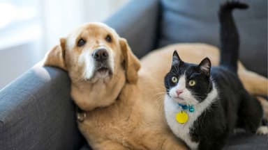 NSW Govt proposes new laws to make it easier to own pets in rentals