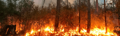 “Primed to Burn”: A new report warns Australia is in for a dangerous bushfire season