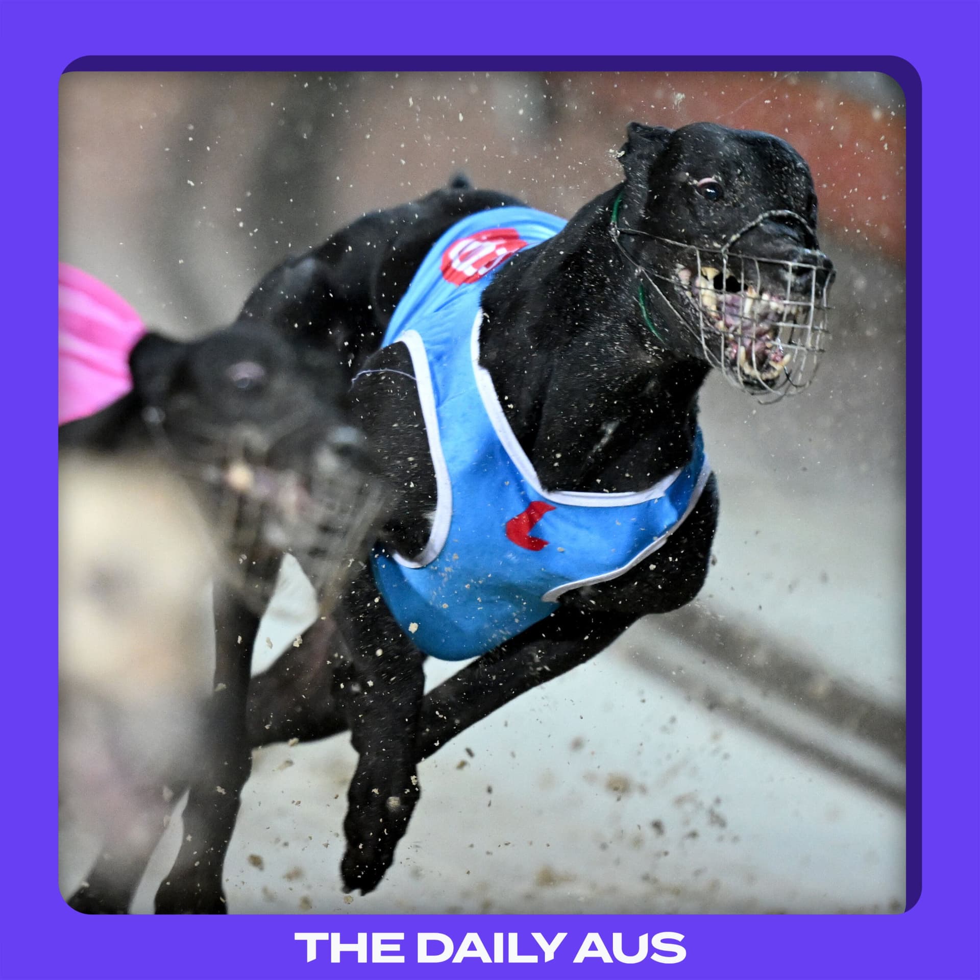 The demise of greyhound racing
