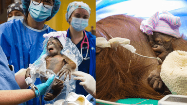 Good news: Endangered Bornean orangutan gives birth