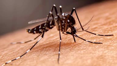 Toxic male mosquitoes made to poison female mosquitoes