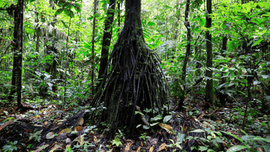 Ecuadorians have voted to end oil drilling in a protected area of the Amazon Rainforest
