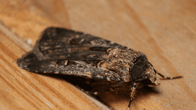 Why there are so many bogong moths in NSW and Victoria