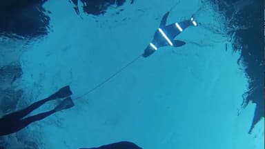 LED lights found to deter great white shark attacks