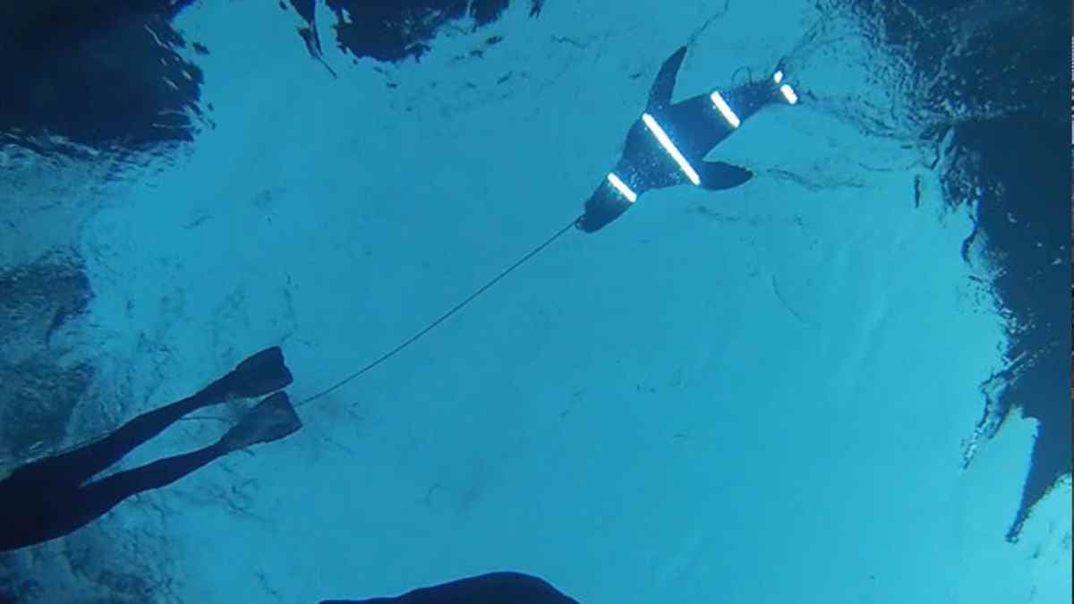 LED lights found to deter great white shark attacks
