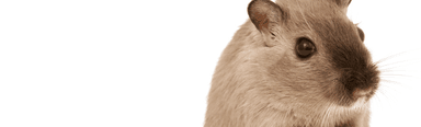 ‘The worst rat infestation I’ve seen in 30 years’: why?