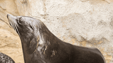 SA fur seal dies from bird flu in first mainland case