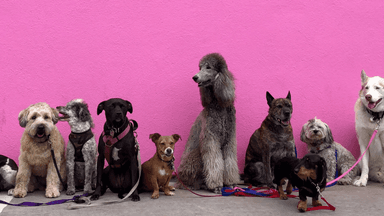 South Korea has banned the dog meat trade