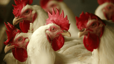WHO issues bird flu warning