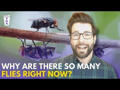 Why are there more flies right now?