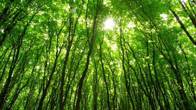 Labor and Coalition vote down climate duty of care bill