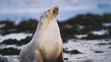 South Australia confirms first case of bird flu in sea lion
