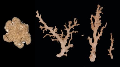 Good news: 100 new species discovered in New Zealand