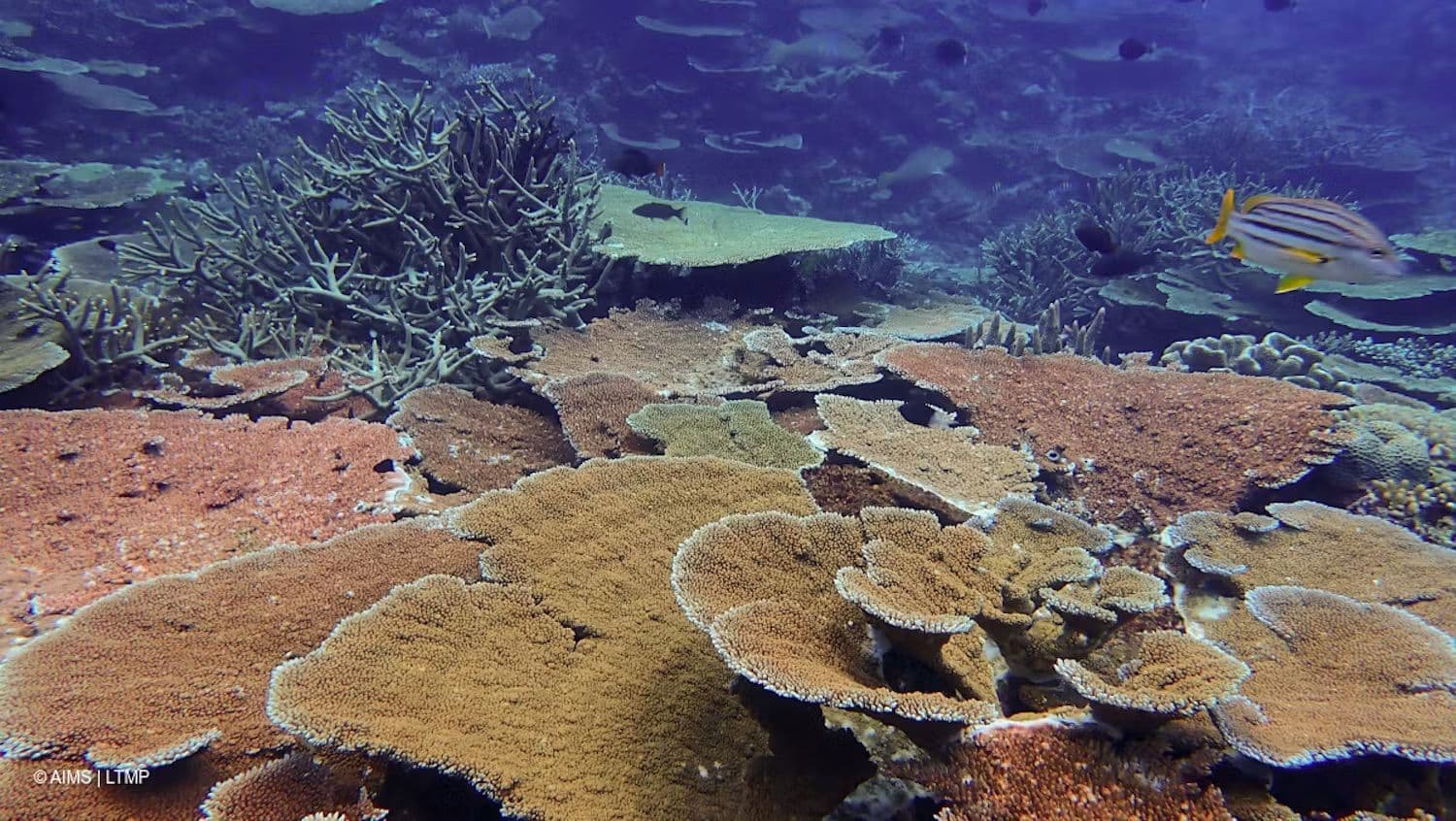 Great Barrier Reef coral cover at lowest in 39 years
