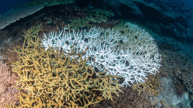 A global coral bleaching event has been declared by scientists