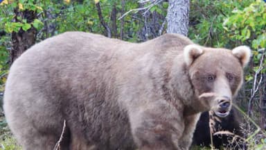 Fat Bear Week winner is first-ever “working mum”