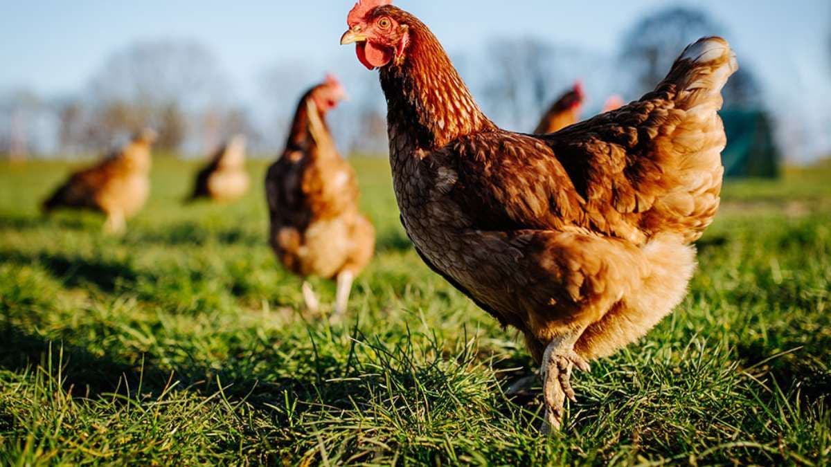 Australia is now officially clear of a bird flu strain