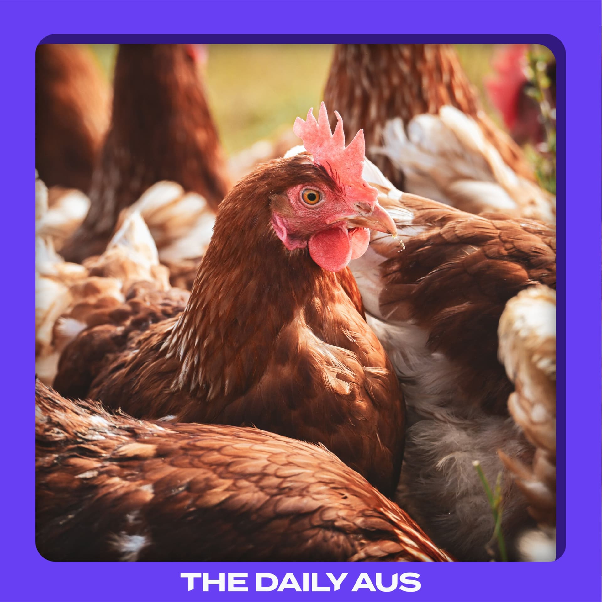 The escalating bird flu crisis, explained
